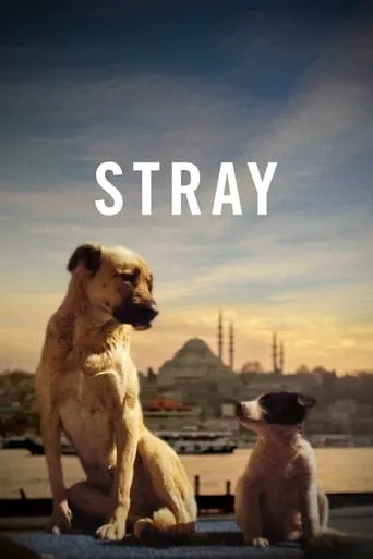 Stray movie poster - Rated 6.2/10