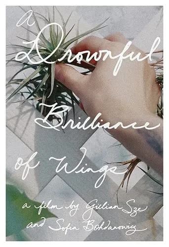 A Drownful Brilliance of Wings movie poster - Rated 5/10