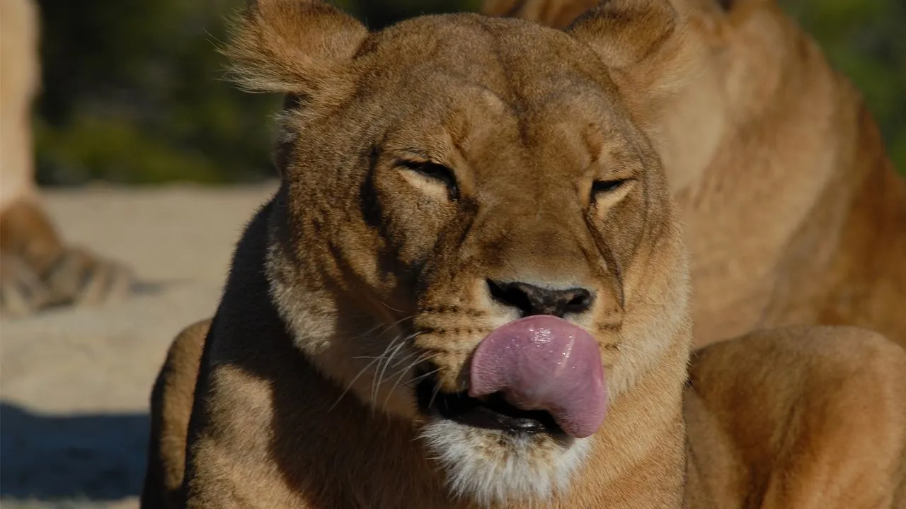 La reine lionne