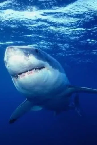 Great White Shark movie poster - Entertainment content