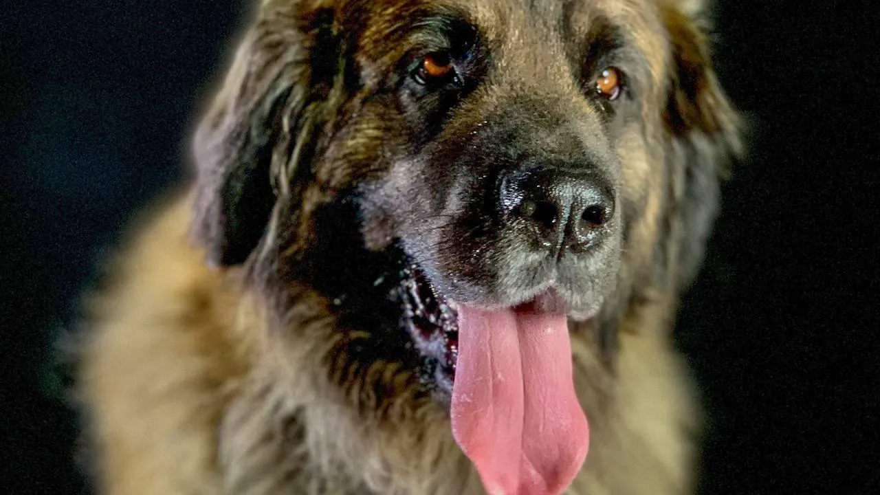 Comment le chien a conquis le monde