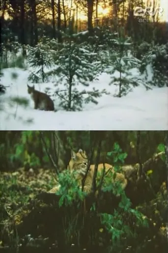The Story of Ilves movie poster - Entertainment content