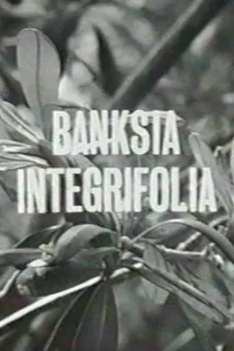 Banksia Integrifolia movie poster - Entertainment content