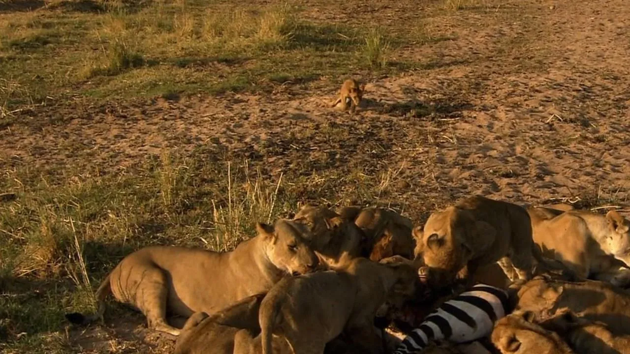 Les lionnes de la rivière de sable