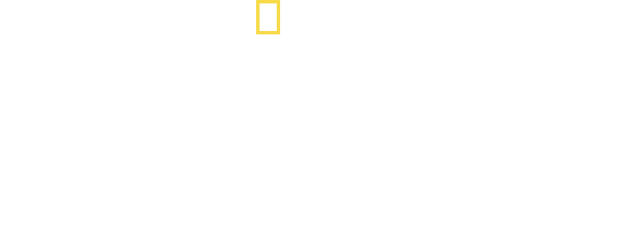 Sharks of the Bermuda Triangle