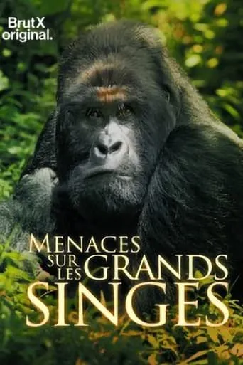 En danger : menaces sur les grands singes movie poster - Entertainment content