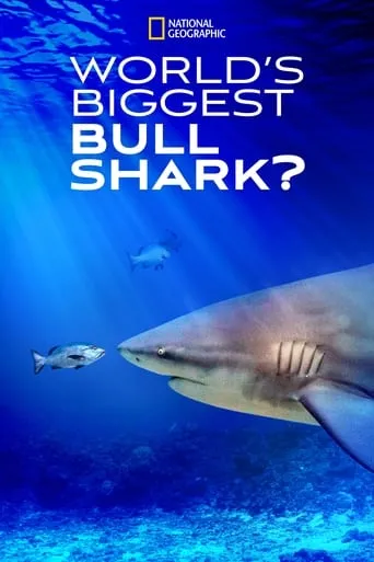 World's Biggest Bull Shark? movie poster - Rated 6/10
