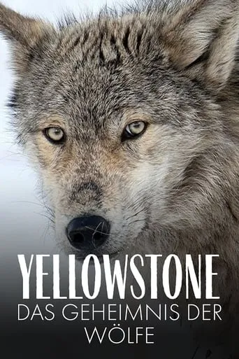 Yellowstone: The Mystery of the Wolves movie poster - Rated 8/10