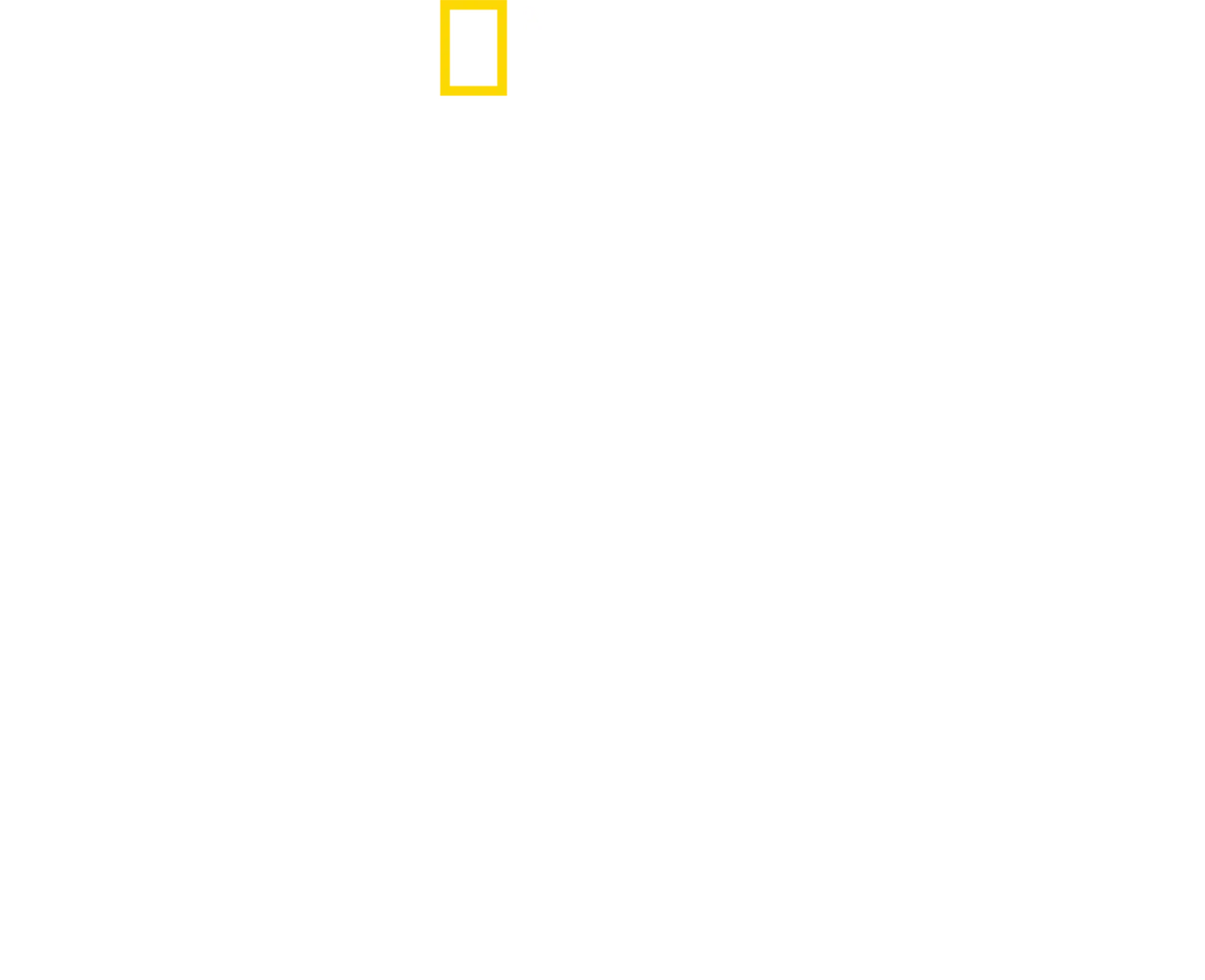 Wild Little Cats