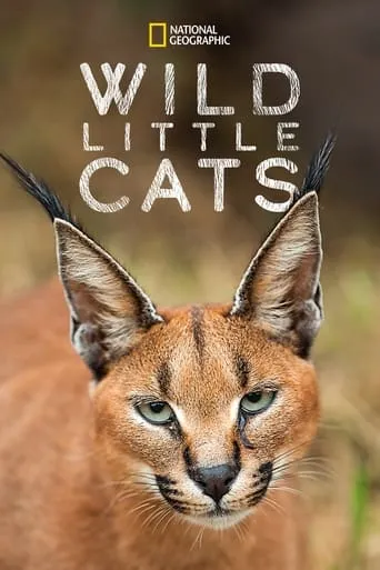 Wild Little Cats movie poster - Entertainment content