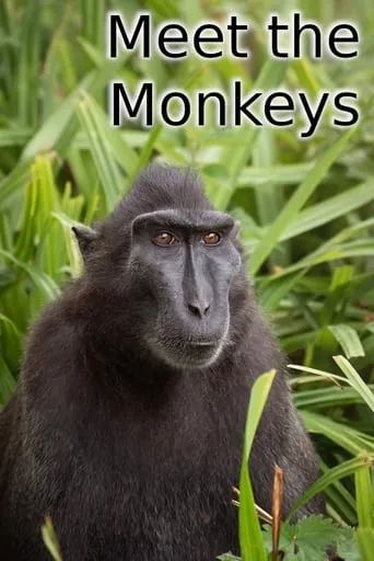 Meet the Monkeys movie poster - Entertainment content