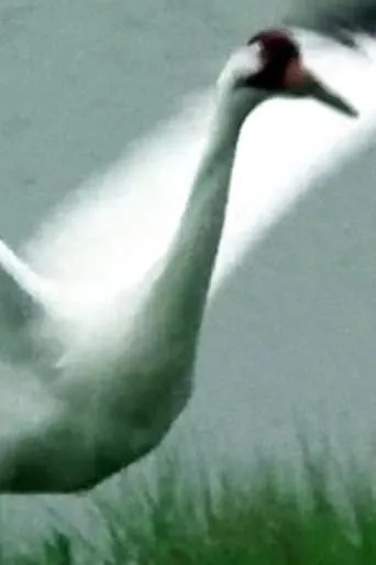 A Great White Bird movie poster - Entertainment content