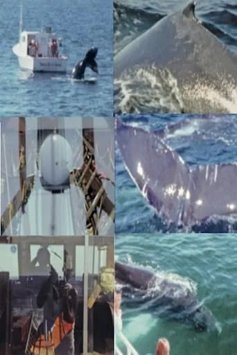 Whale Watch (2) movie poster - Entertainment content