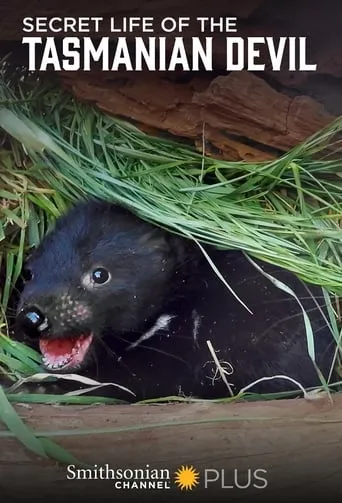 Secret Life Of The Tasmanian Devil TV series poster - Rated 9/10