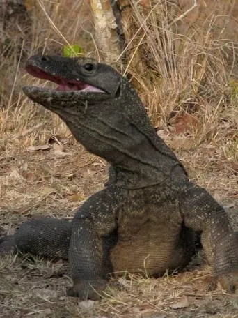 The Natural World--Komodo: The Deadly Bite TV series poster - Rated 7/10