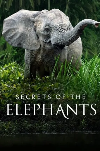 Secrets of the Elephants TV series poster - Rated 8.154/10