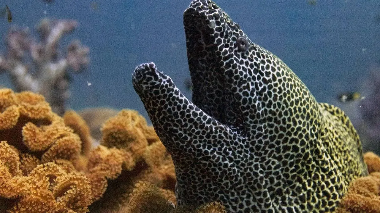 Oman sauvage