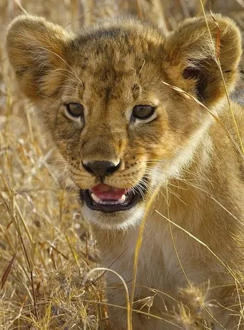 Serengeti - La grande cavalcade des animaux TV series poster - Rated 9/10