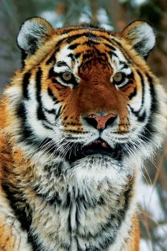 Operation Snow Tiger TV series poster - Rated 9/10