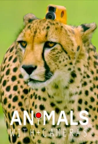 Animals with Cameras TV series poster - Rated 8.4/10